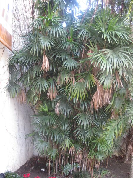 File:IMG 1968 hunt0903.jpg