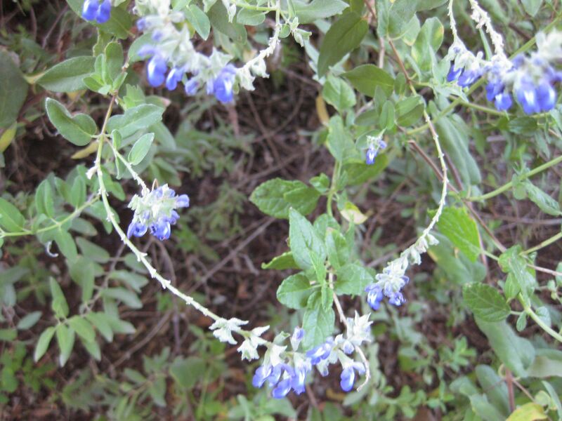 File:IMG 1968 hunt09oct.jpg