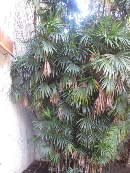 File:IMG 1969 hunt0903.jpg