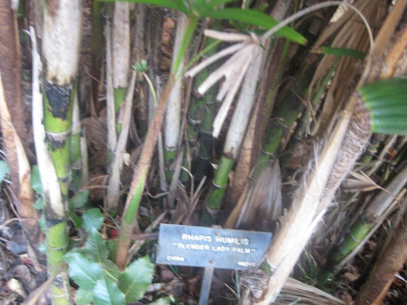 File:IMG 1970 hunt0903.jpg