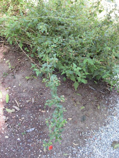 File:IMG 1970 hunt09oct.jpg