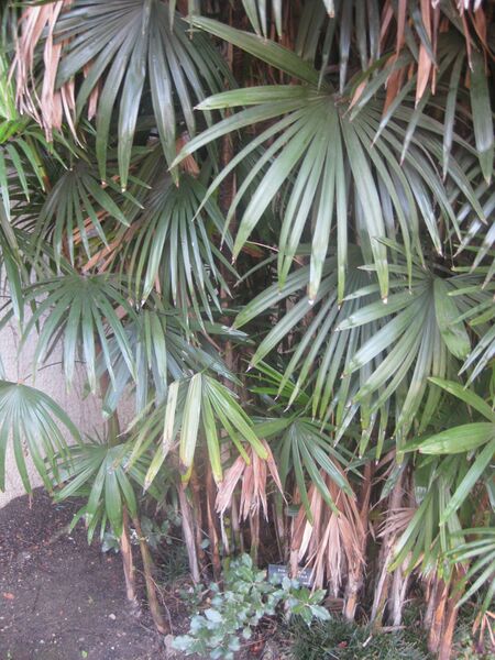 File:IMG 1971 hunt0903.jpg