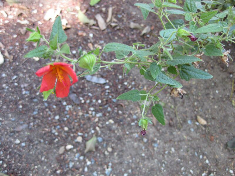 File:IMG 1971 hunt09oct.jpg