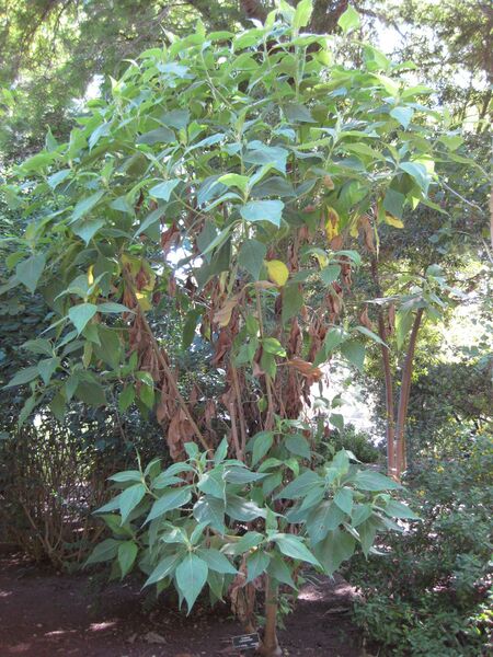 File:IMG 1973 hunt09oct.jpg