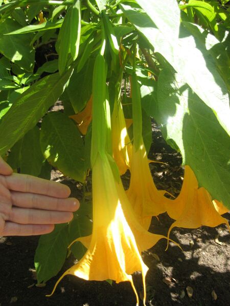 File:IMG 1975 hunt0903.jpg