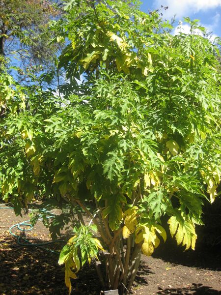 File:IMG 1977 hunt0903.jpg