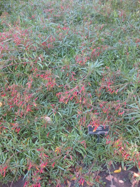 File:IMG 1979 hunt0903.jpg