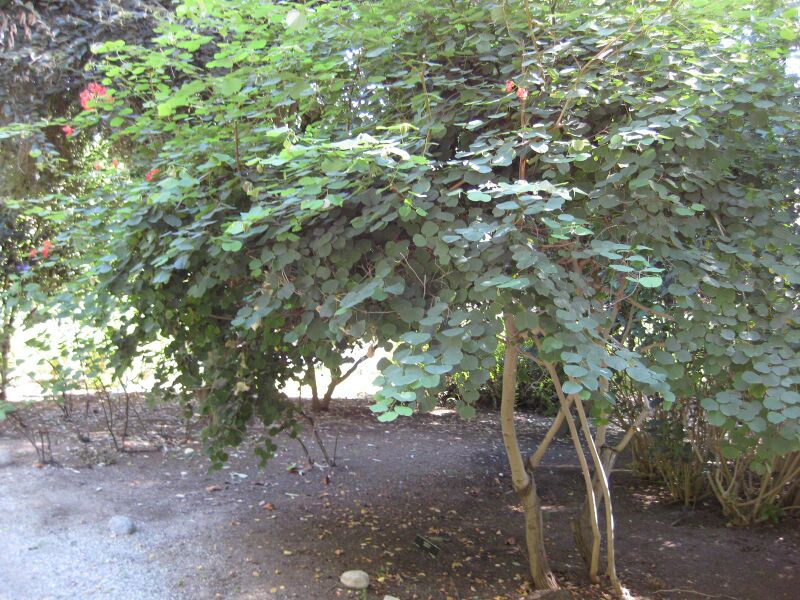 File:IMG 1979 hunt09oct.jpg