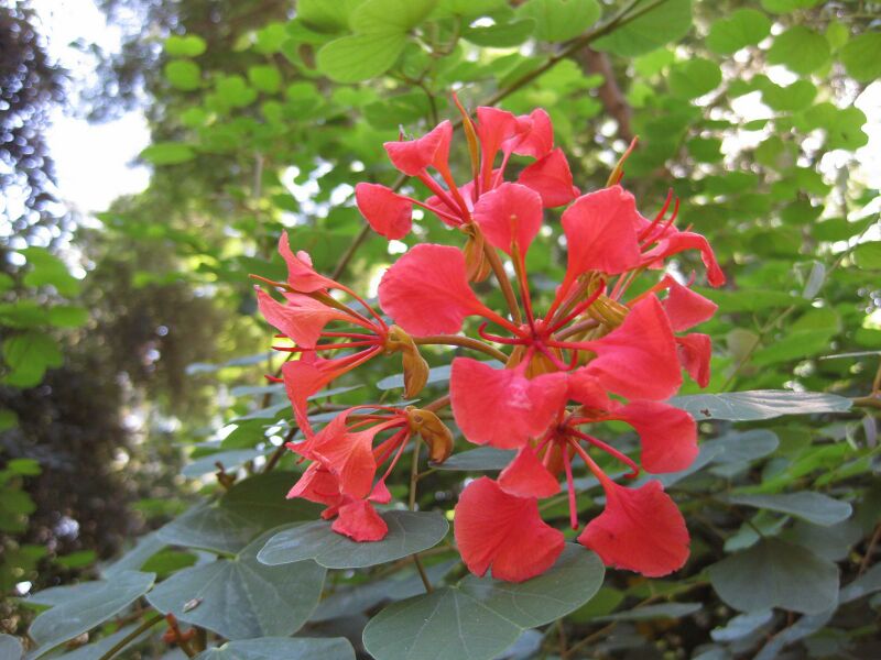 File:IMG 1980 hunt09oct.jpg