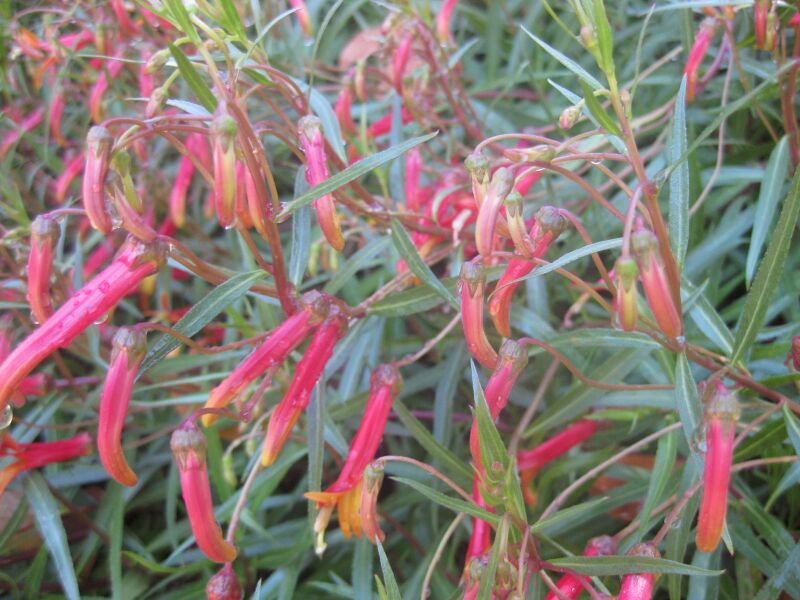 File:IMG 1981 hunt0903.jpg