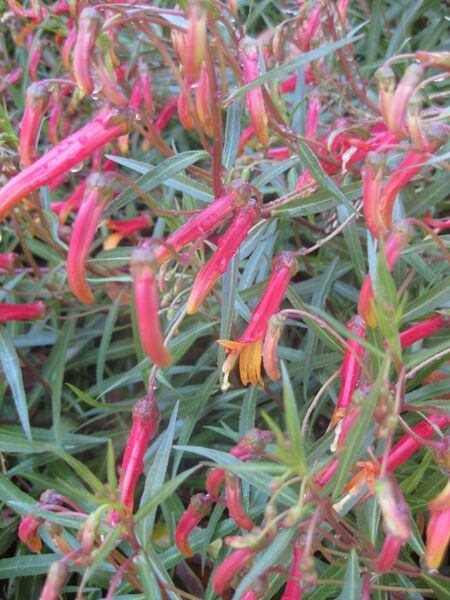 File:IMG 1982 hunt0903.jpg