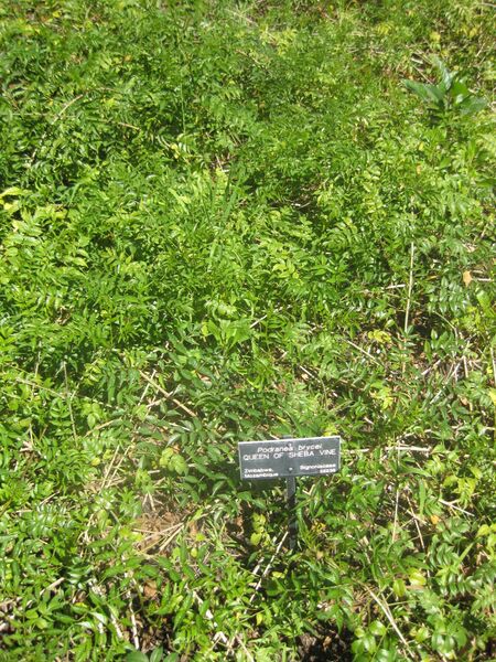 File:IMG 1984 hunt0903.jpg