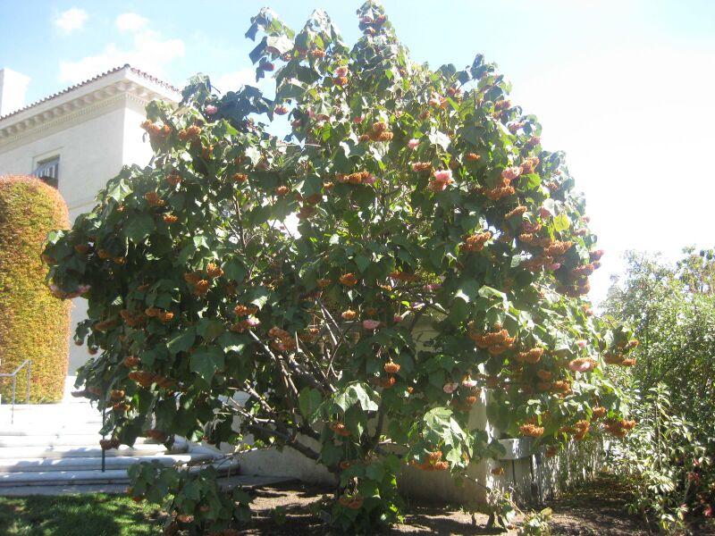 File:IMG 1985 hunt0903.jpg