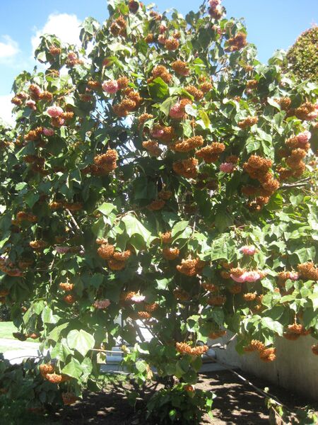 File:IMG 1986 hunt0903.jpg