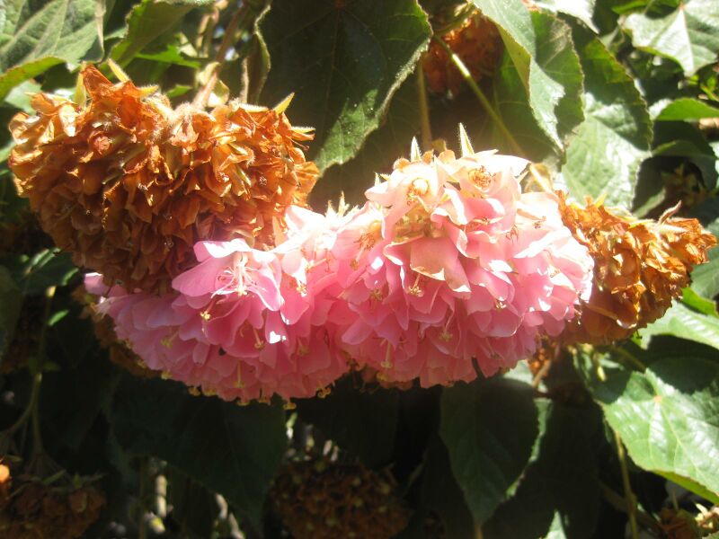 File:IMG 1987 hunt0903.jpg