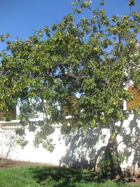 File:IMG 1989 hunt0903.jpg