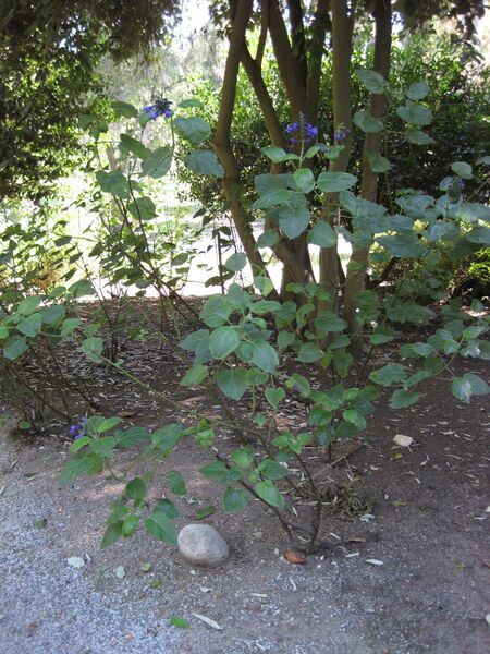 File:IMG 1990 hunt09oct.jpg