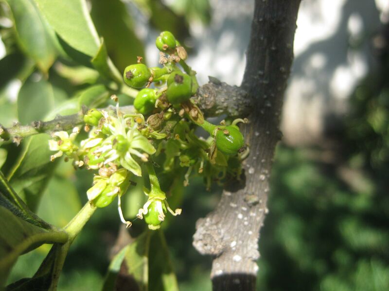 File:IMG 1991 hunt0903.jpg