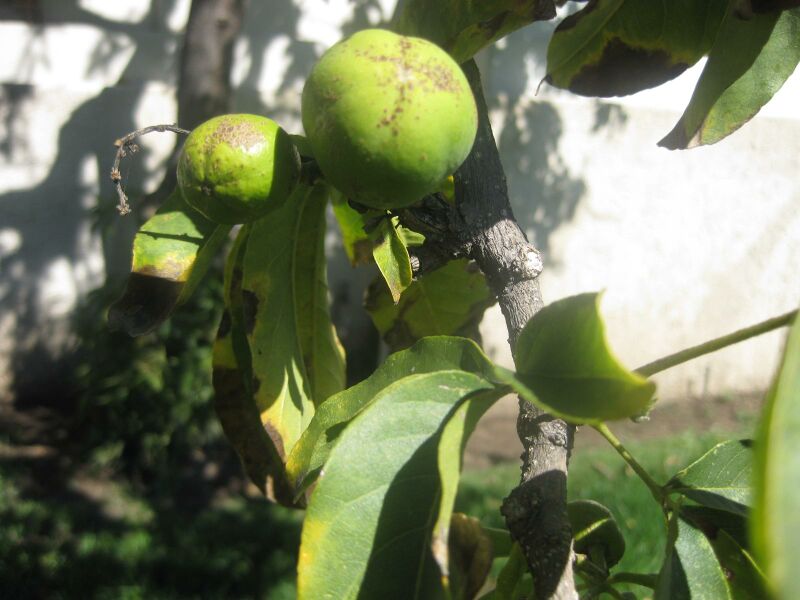 File:IMG 1992 hunt0903.jpg