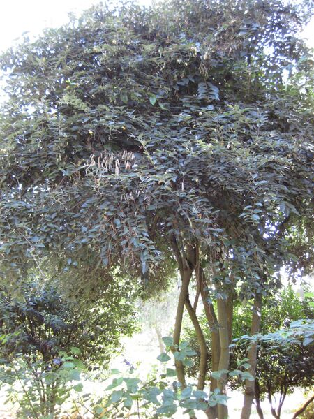 File:IMG 1992 hunt09oct.jpg