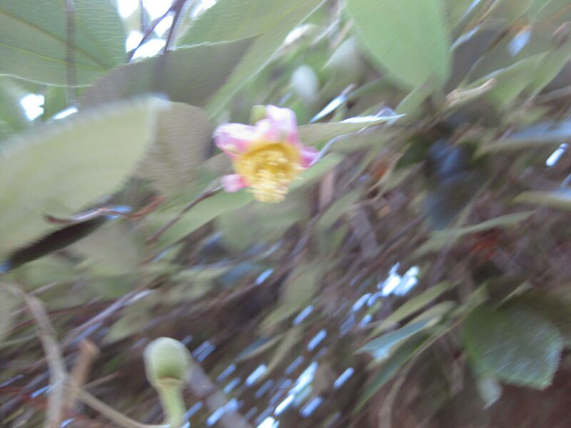 File:IMG 1993 hunt09oct.jpg