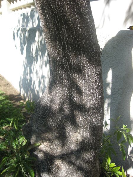 File:IMG 1994 hunt0903.jpg