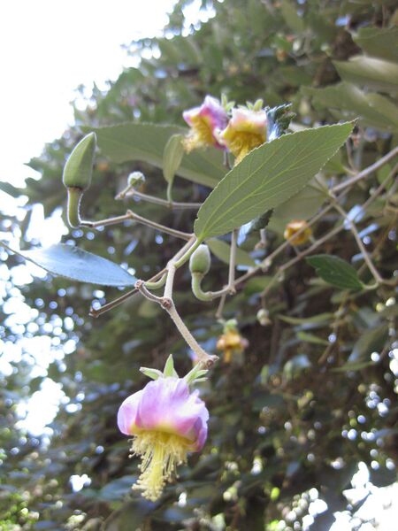 File:IMG 1994 hunt09oct.jpg