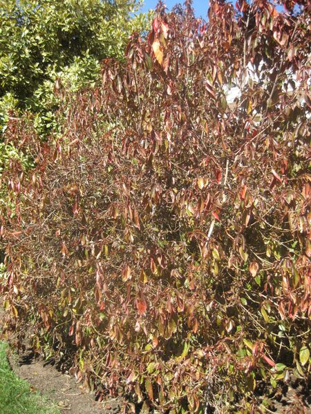 File:IMG 1995 hunt0903.jpg