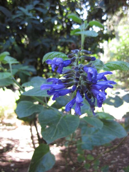 File:IMG 1995 hunt09oct.jpg