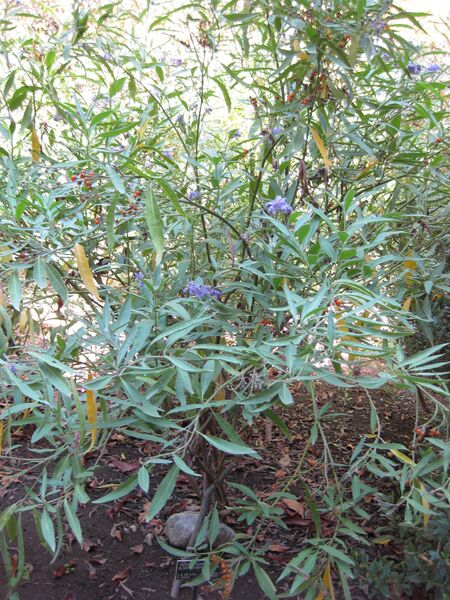 File:IMG 1997 hunt09oct.jpg