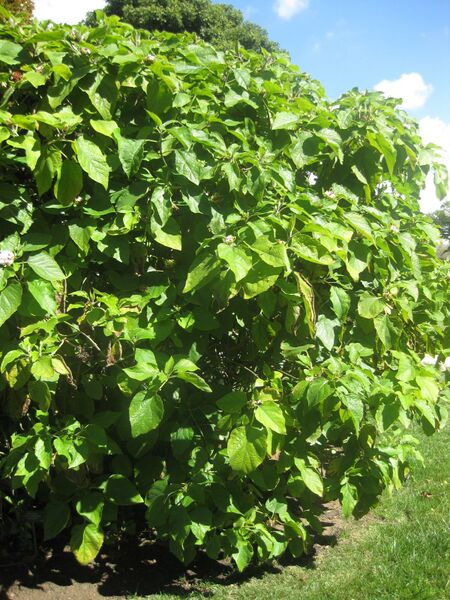 File:IMG 1998 hunt0903.jpg