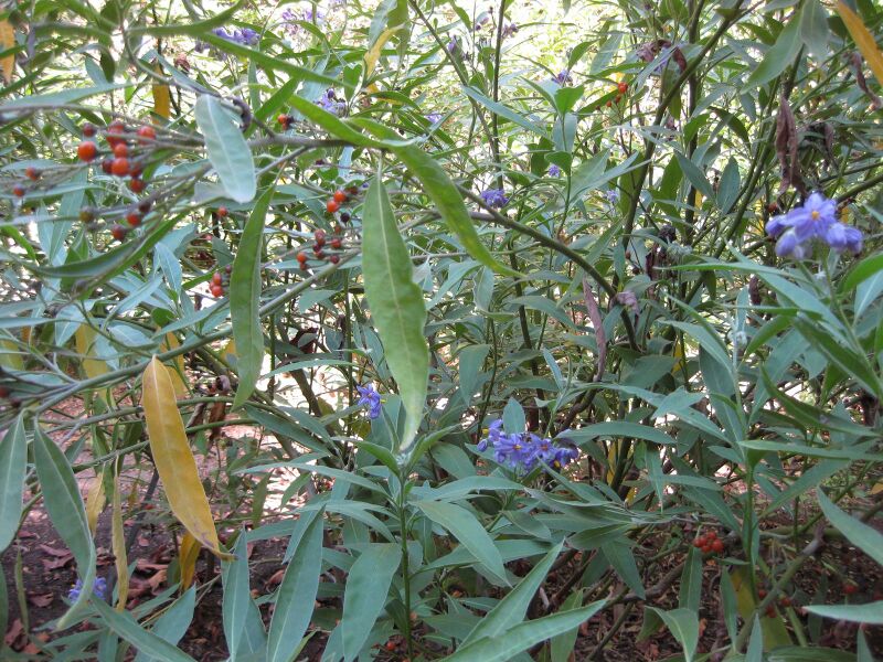 File:IMG 1998 hunt09oct.jpg