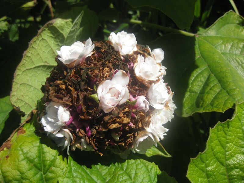 File:IMG 1999 hunt0903.jpg