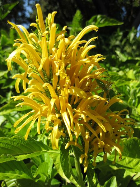 File:IMG 2001 hunt09oct.jpg