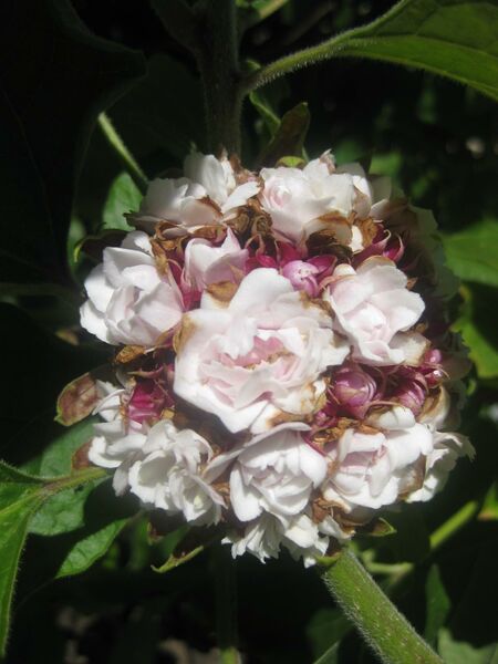 File:IMG 2002 hunt0903.jpg