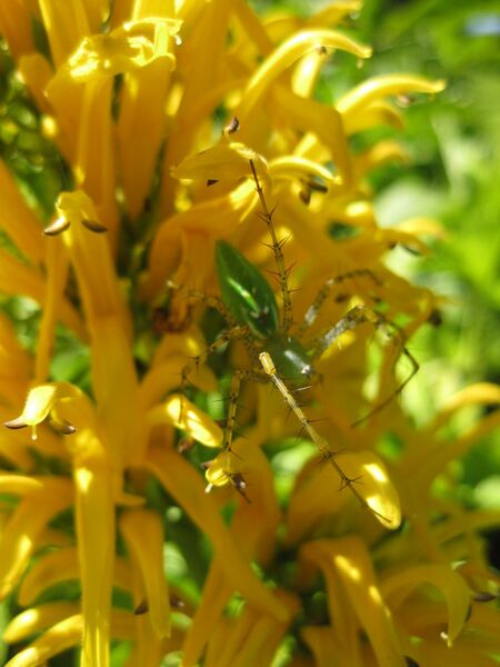 File:IMG 2002 hunt09oct.jpg