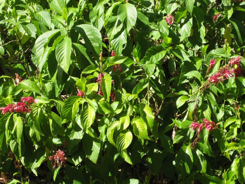 File:IMG 2005 hunt09oct.jpg