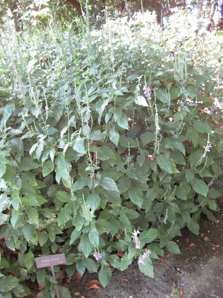 File:IMG 2006 hunt09oct.jpg