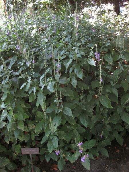 File:IMG 2007 hunt09oct.jpg