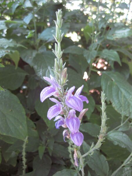 File:IMG 2008 hunt09oct.jpg