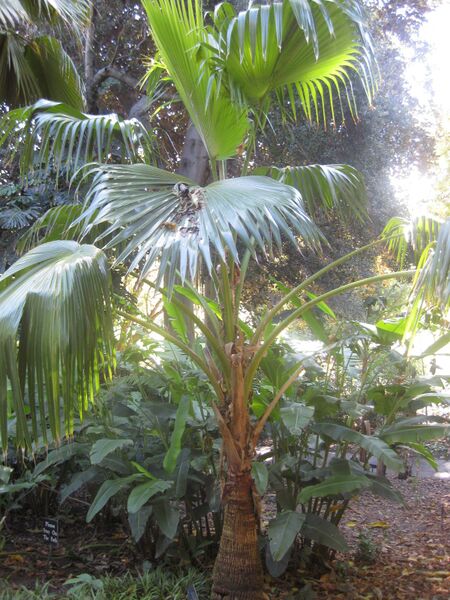 File:IMG 2009 hunt0903.jpg