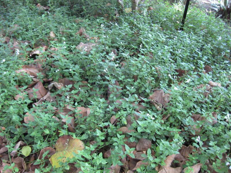 File:IMG 2010 hunt09oct.jpg