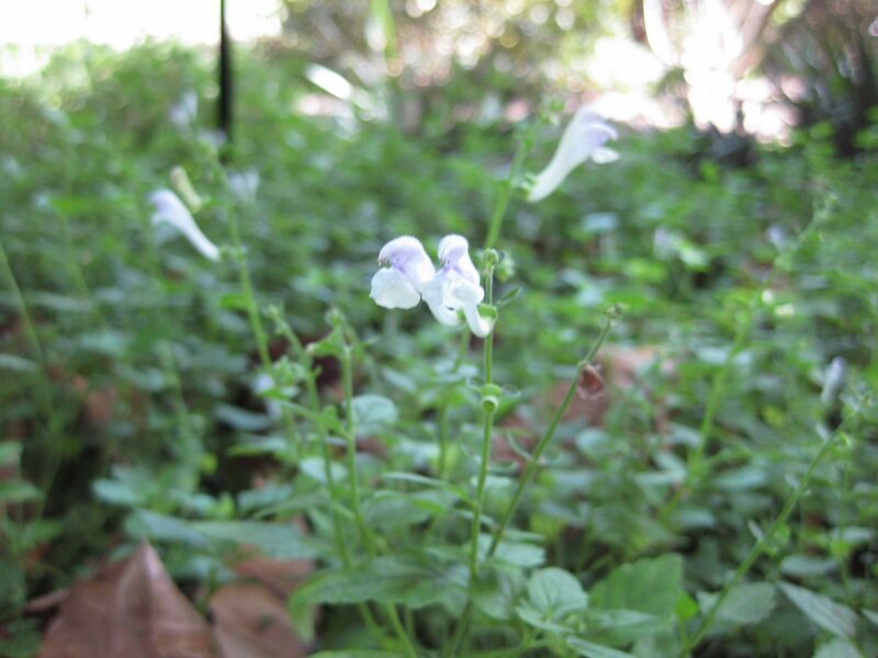 File:IMG 2011 hunt09oct.jpg