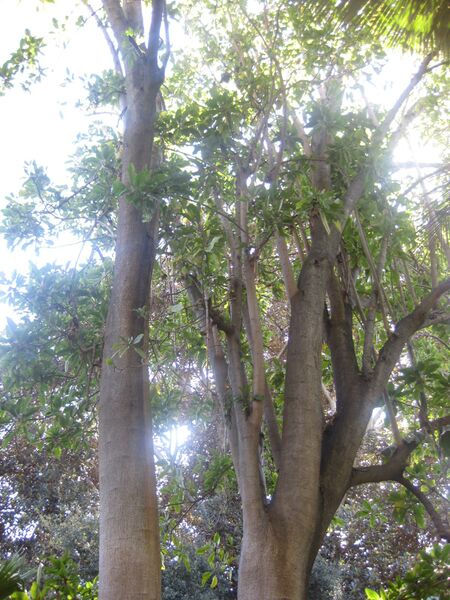 File:IMG 2012 hunt0903.jpg