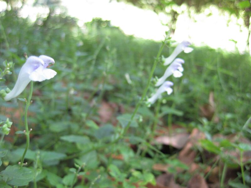 File:IMG 2012 hunt09oct.jpg