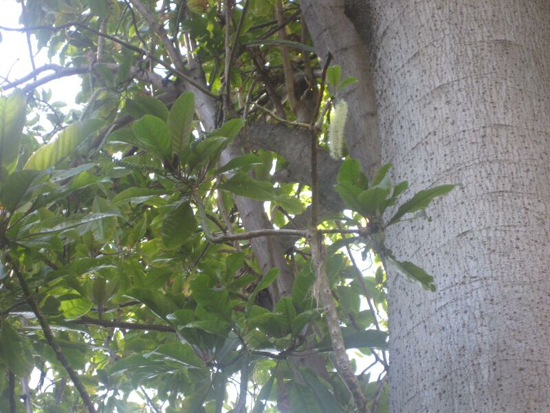 File:IMG 2013 hunt0903.jpg