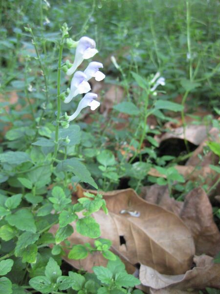 File:IMG 2013 hunt09oct.jpg