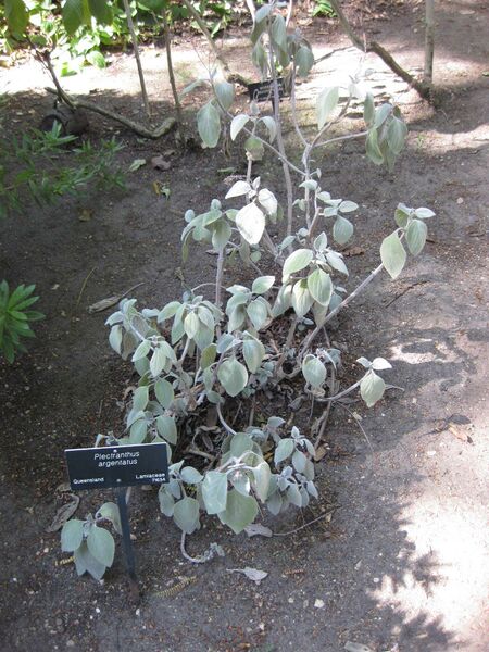 File:IMG 2015 hunt09oct.jpg