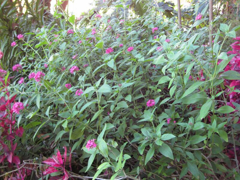 File:IMG 2017 hunt09oct.jpg