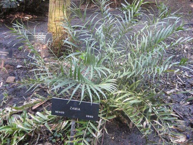 File:IMG 2020 hunt0903.jpg